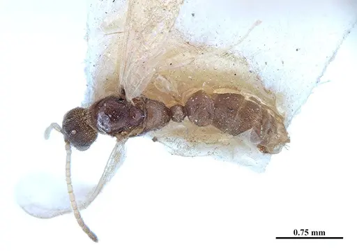 Hypoponera fiebrigi specimen MHNGENTO00094409 image mhngento00094409_1