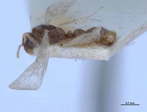 Hypoponera fiebrigi specimen MHNGENTO00094409 image mhngento00094409_3
