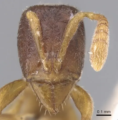 Hypoponera foeda specimen CASENT0902570 image casent0902570_2