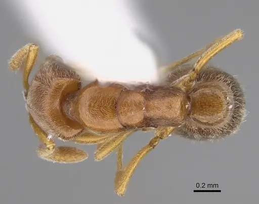 Hypoponera foeda specimen CASENT0923399 image casent0923399_1