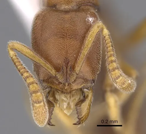 Hypoponera foeda specimen CASENT0923399 image casent0923399_2