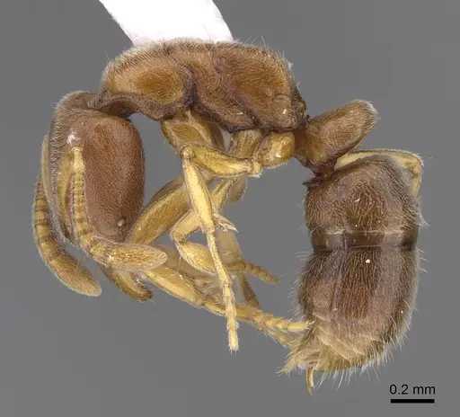 Hypoponera foeda specimen CASENT0923399 image casent0923399_3