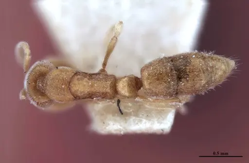 Hypoponera foeda specimen MHNGENTO00094395 image mhngento00094395_1