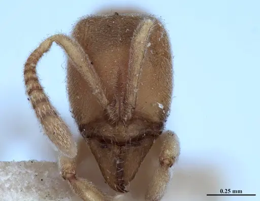 Hypoponera foeda specimen MHNGENTO00094395 image mhngento00094395_2