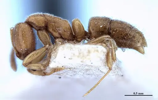 Hypoponera foeda specimen MHNGENTO00094395 image mhngento00094395_3