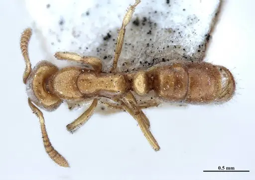 Hypoponera foeda specimen MHNGENTO00094401 image mhngento00094401_1