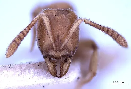 Hypoponera foeda specimen MHNGENTO00094401 image mhngento00094401_2