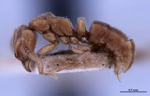 Hypoponera foeda specimen MHNGENTO00094401 image mhngento00094401_3