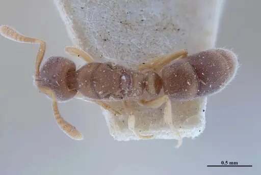 Hypoponera foeda specimen MHNGENTO00094407 image mhngento00094407_1