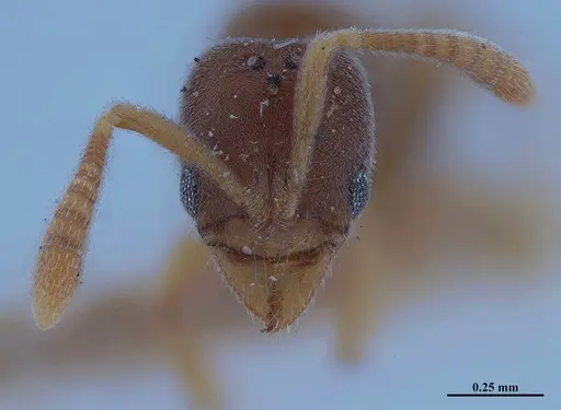 Hypoponera foeda specimen MHNGENTO00094407 image mhngento00094407_2
