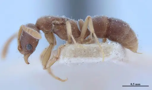 Hypoponera foeda specimen MHNGENTO00094407 image mhngento00094407_3