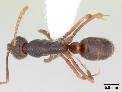 Hypoponera foreli specimen CASENT0173714 image casent0173714_1