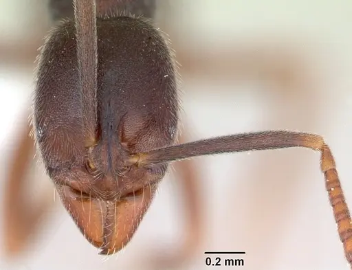 Hypoponera foreli specimen CASENT0173714 image casent0173714_2