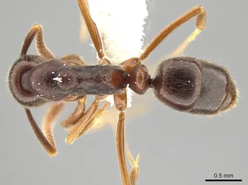 Hypoponera foreli specimen CASENT0650635 image casent0650635_1