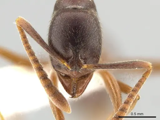 Hypoponera foreli specimen CASENT0650635 image casent0650635_2