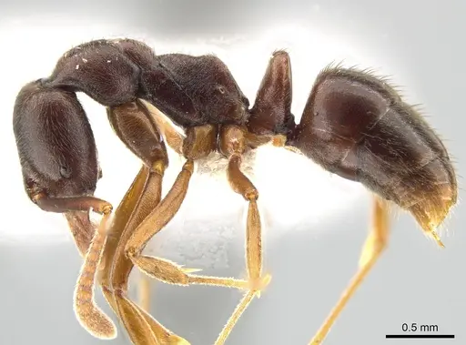 Hypoponera foreli specimen CASENT0650635 image casent0650635_3