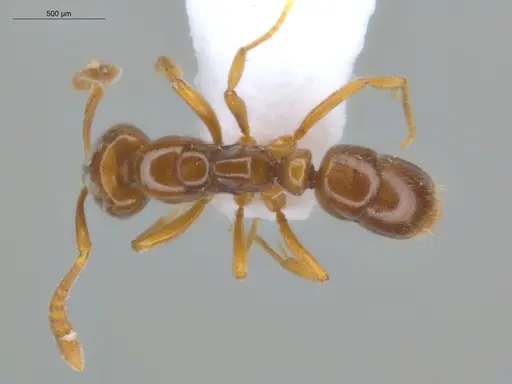 Hypoponera foreli specimen ECOFOG-CRL20-0012-07 image ecofog-crl20-0012-07_1