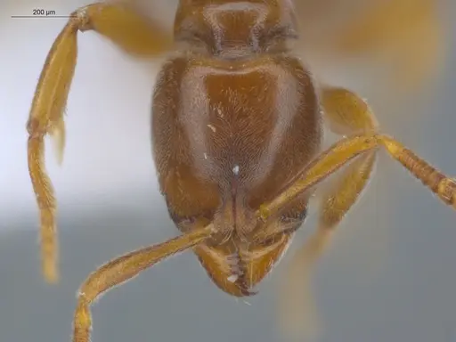 Hypoponera foreli specimen ECOFOG-CRL20-0012-07 image ecofog-crl20-0012-07_2