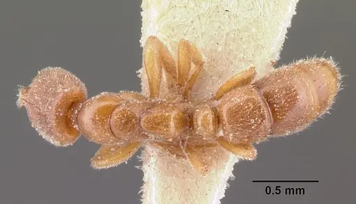 Hypoponera grandidieri specimen CASENT0101156 image casent0101156_1