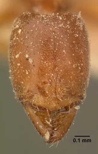 Hypoponera grandidieri specimen CASENT0101156 image casent0101156_2