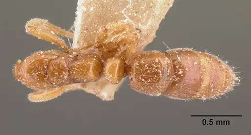 Hypoponera grandidieri specimen CASENT0101157 image casent0101157_1