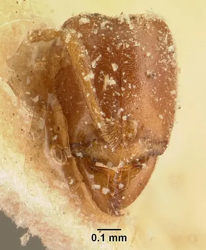 Hypoponera grandidieri specimen CASENT0101157 image casent0101157_2