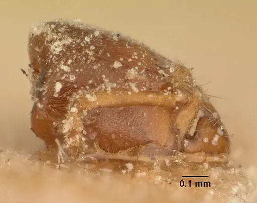 Hypoponera grandidieri specimen CASENT0101157 image casent0101157_4