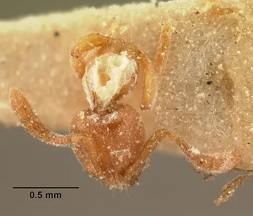 Hypoponera grandidieri specimen CASENT0101158 image casent0101158_1