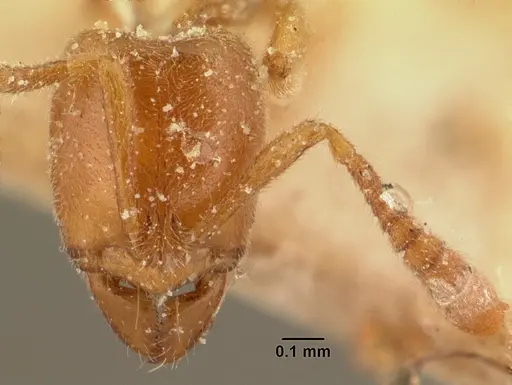 Hypoponera grandidieri specimen CASENT0101158 image casent0101158_2
