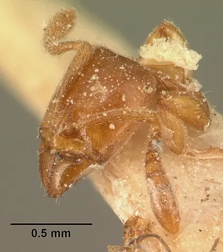 Hypoponera grandidieri specimen CASENT0101158 image casent0101158_3