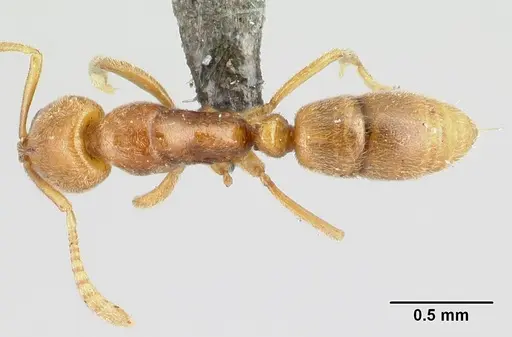 Hypoponera hawkesi specimen CASENT0192422 image casent0192422_1