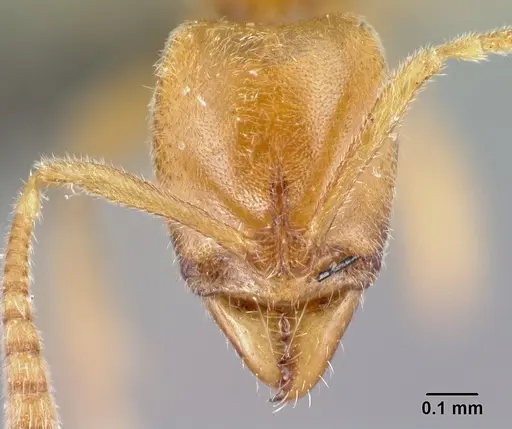 Hypoponera hawkesi specimen CASENT0192422 image casent0192422_2