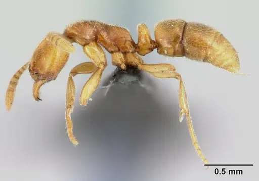 Hypoponera hawkesi specimen CASENT0192422 image casent0192422_3