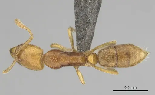 Hypoponera hawkesi specimen CASENT0250672 image casent0250672_1