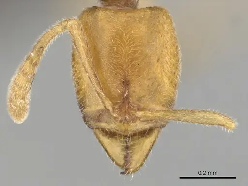 Hypoponera hawkesi specimen CASENT0250672 image casent0250672_2