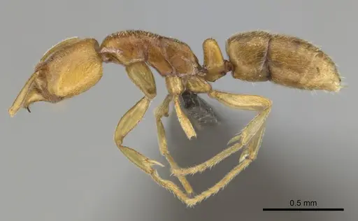 Hypoponera hawkesi specimen CASENT0250672 image casent0250672_3