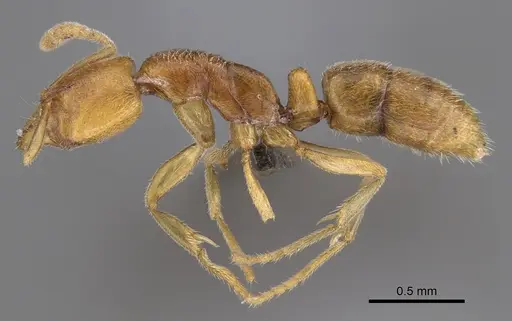 Hypoponera hawkesi specimen CASENT0250672 image casent0250672_4