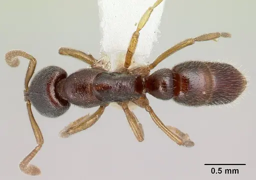 Hypoponera hebes specimen CASENT0226553 image casent0226553_1