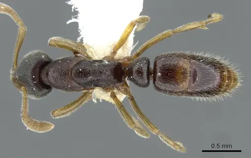 Hypoponera hebes specimen CASENT0911174 image casent0911174_1