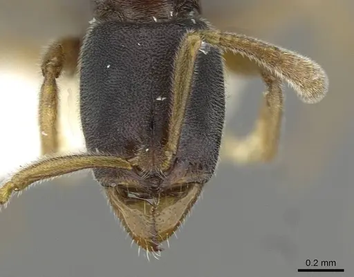 Hypoponera hebes specimen CASENT0911174 image casent0911174_2