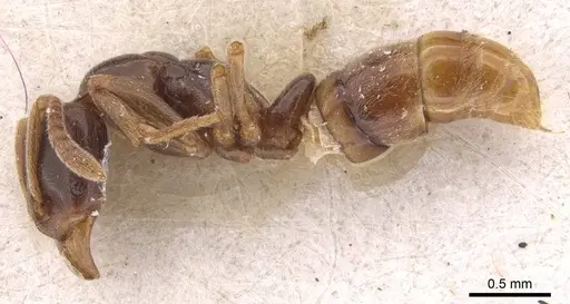 Hypoponera herbertonensis specimen CASENT0907320 image casent0907320_3