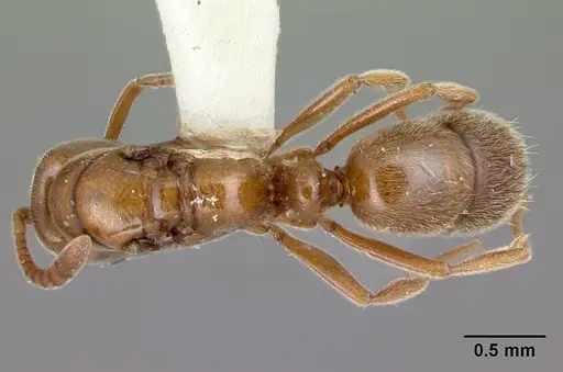 Hypoponera ignavia specimen CASENT0217324 image casent0217324_1