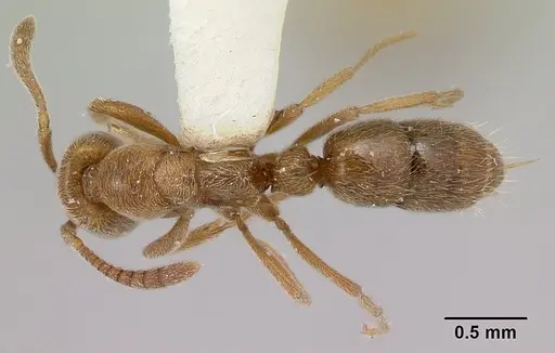 Hypoponera ignavia specimen CASENT0218463 image casent0218463_1