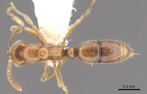 Hypoponera ignavia specimen CASENT0902546 image casent0902546_1
