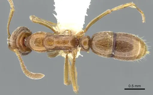 Hypoponera ignavia specimen CASENT0911175 image casent0911175_1