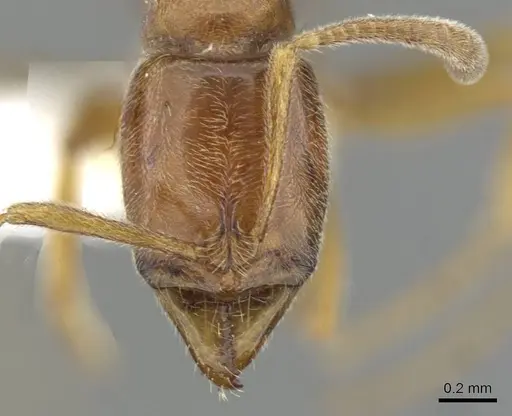 Hypoponera ignavia specimen CASENT0911175 image casent0911175_2
