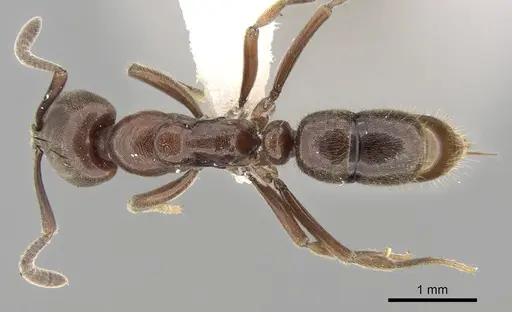 Hypoponera iheringi specimen CASENT0281914 image casent0281914_1