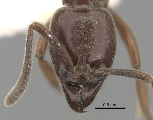 Hypoponera iheringi specimen CASENT0281914 image casent0281914_2