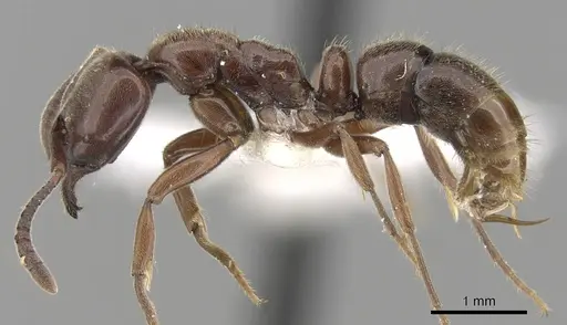 Hypoponera iheringi specimen CASENT0281914 image casent0281914_3