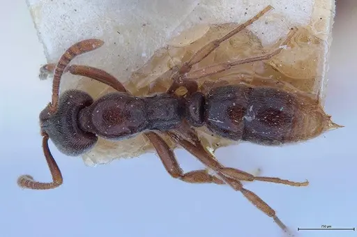 Hypoponera iheringi specimen MHNGENTO00094323 image mhngento00094323_1